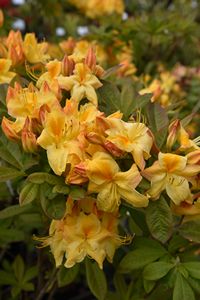 Azalea Sun Chariot